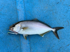 シオの釣果