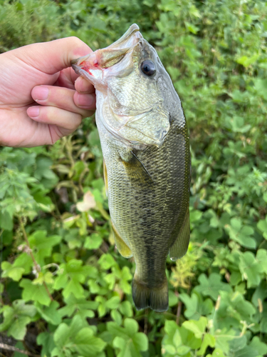 ラージマウスバスの釣果