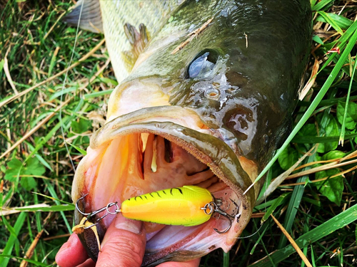 ブラックバスの釣果