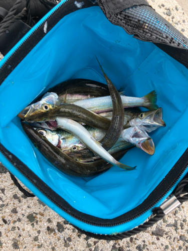 カマスの釣果