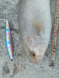 ショゴの釣果