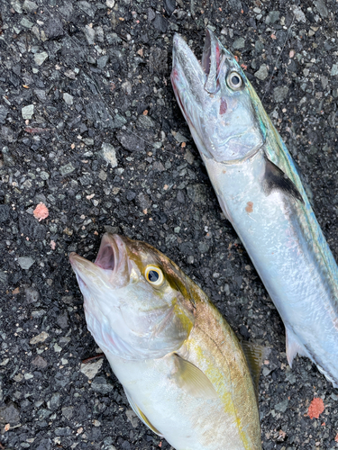 ショゴの釣果