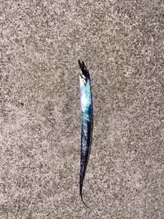 タチウオの釣果