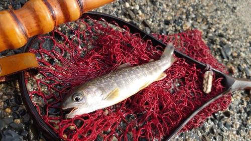 イワナの釣果