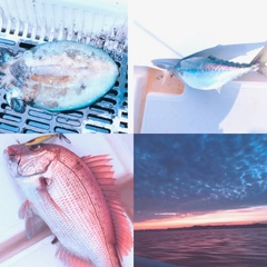 コウイカの釣果