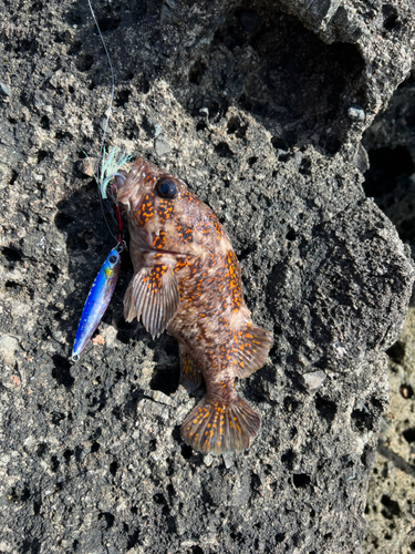 ムラソイの釣果