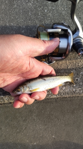 ウグイの釣果