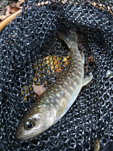 イワナの釣果