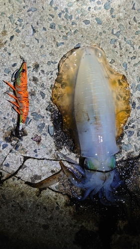 アオリイカの釣果