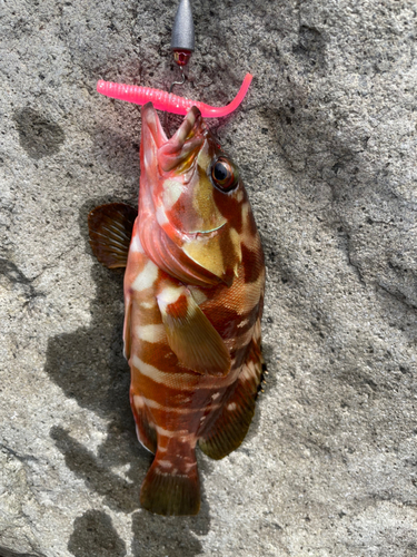 アカハタの釣果