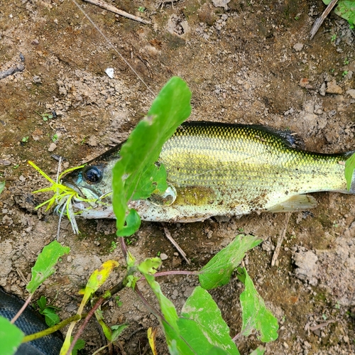 ラージマウスバスの釣果