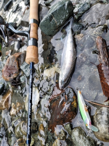 アマゴの釣果