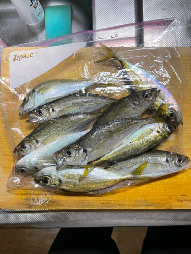 マアジの釣果