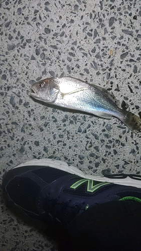 マハゼの釣果