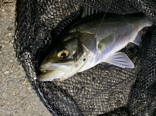 フッコ（マルスズキ）の釣果