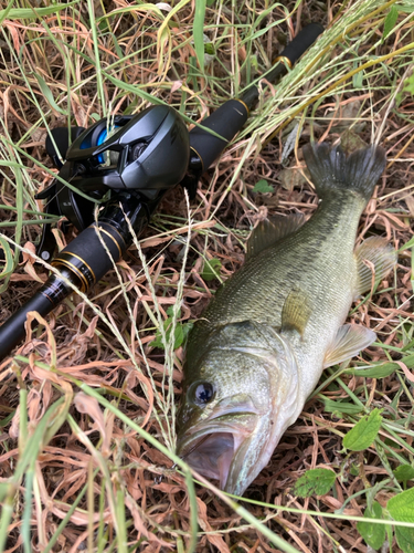 ラージマウスバスの釣果