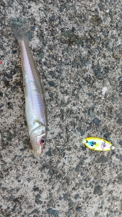 キスの釣果