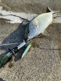 カンパチの釣果