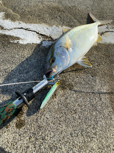 カンパチの釣果