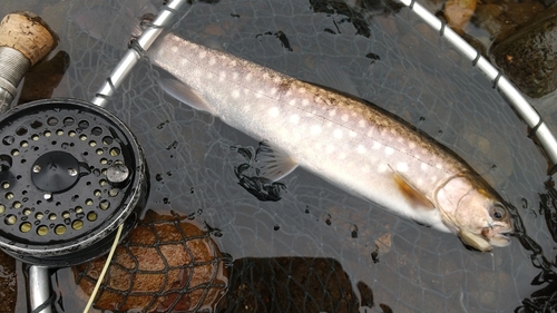 アメマスの釣果