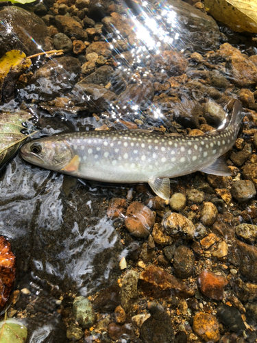 アメマスの釣果