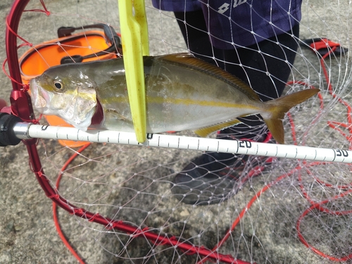 ショゴの釣果