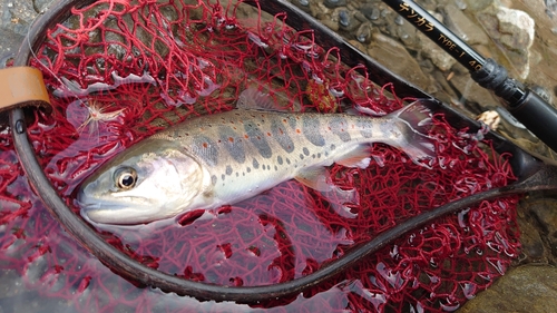 アマゴの釣果