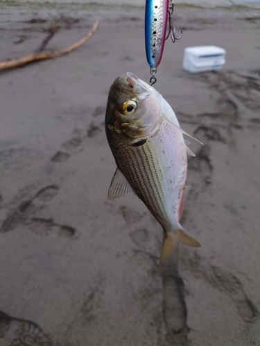 コノシロの釣果