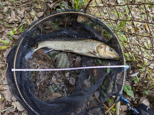 ニゴイの釣果