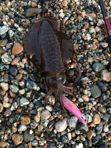 アオリイカの釣果