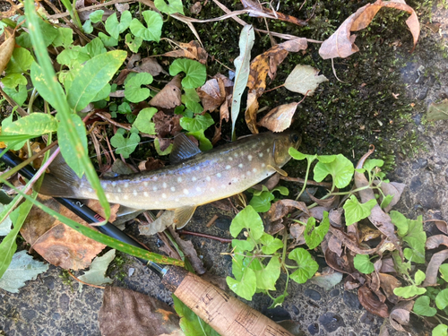 エゾイワナの釣果