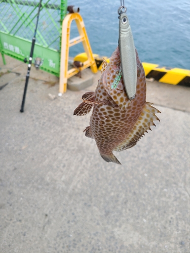 オオモンハタの釣果