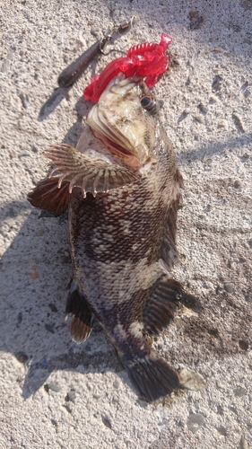 ムラソイの釣果