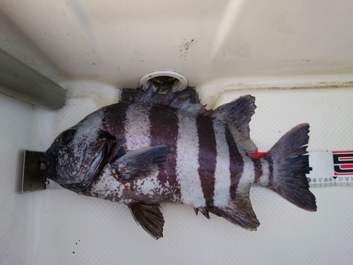 イシダイの釣果