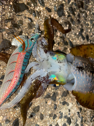 アオリイカの釣果