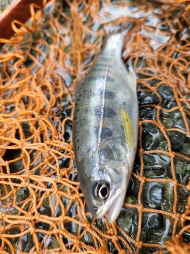 アマゴの釣果