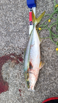 メジロの釣果