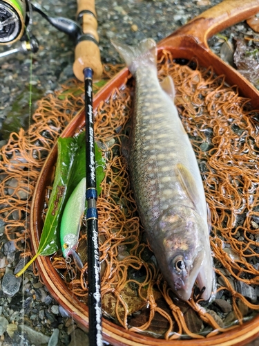 イワナの釣果