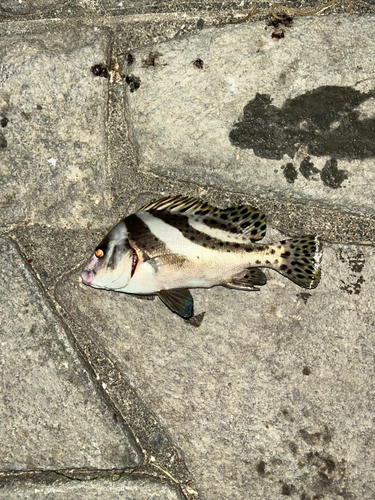 コショウダイの釣果