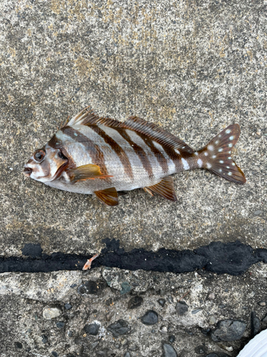 タカノハダイの釣果