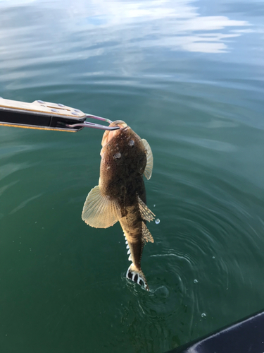 マゴチの釣果