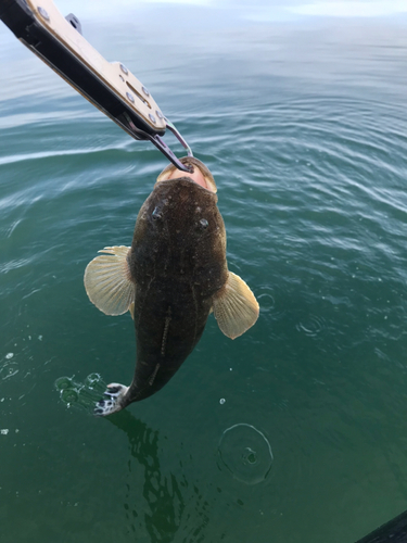 マゴチの釣果