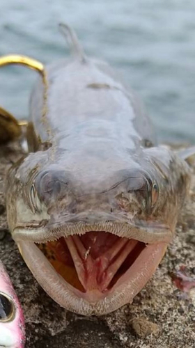 エソの釣果