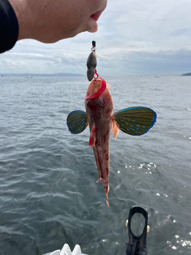 ホウボウの釣果