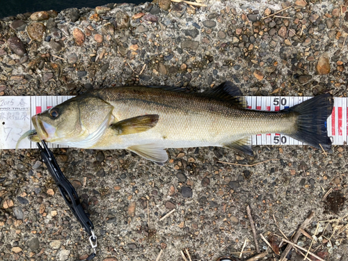 シーバスの釣果