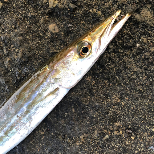 カマスの釣果