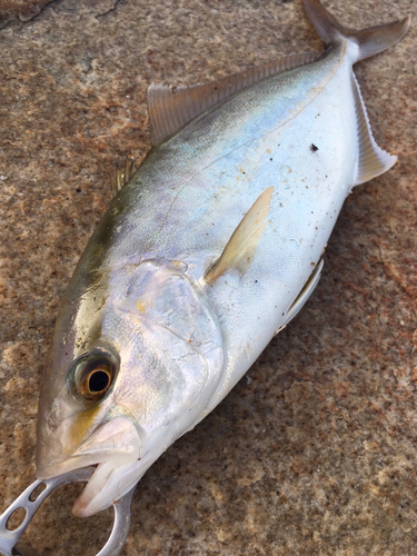 ネリゴの釣果