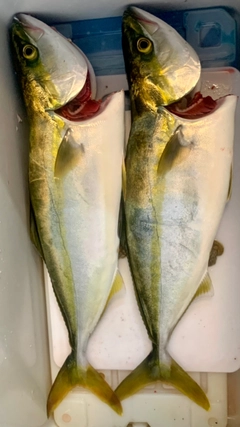 イナダの釣果