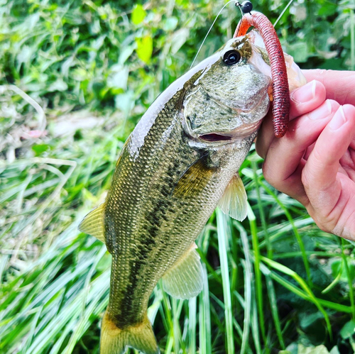 ブラックバスの釣果