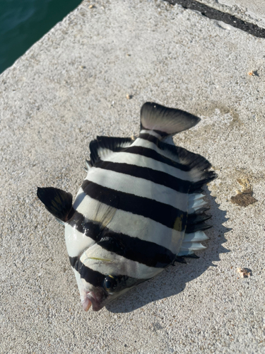 サンバソウの釣果